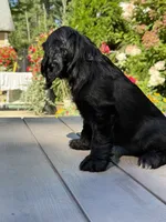 Coco , a female English Cocker Spaniel for sale in Westfield, MA – 4 of 7