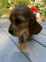Bruno , a male English Cocker Spaniel for sale in Westfield, MA – 10 of 10