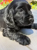 Coco , a female English Cocker Spaniel for sale in Westfield, MA – 5 of 7
