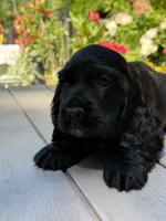 Coco , a female English Cocker Spaniel for sale in Westfield, MA – 7 of 7