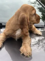Bruno , a male English Cocker Spaniel for sale in Westfield, MA – 5 of 6