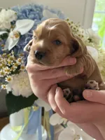 Biscuit , a male English Cocker Spaniel for sale in Westfield, MA – 1 of 7