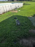 Clover Akc, a female Irish Wolfhound for sale in Roscommon, MI – 2 of 6