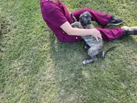 Strawberry Akc, a female Irish Wolfhound for sale in Roscommon, MI – 4 of 6