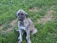 Strawberry Akc, a female Irish Wolfhound for sale in Roscommon, MI – 6 of 6