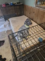 Clover Akc, a female Irish Wolfhound for sale in Roscommon, MI – 3 of 6