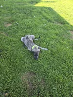 Clover Akc, a female Irish Wolfhound for sale in Roscommon, MI – 1 of 6