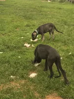 River Akc, a female Irish Wolfhound for sale in Roscommon, MI – 5 of 5