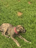 Strawberry Akc, a female Irish Wolfhound for sale in Roscommon, MI – 2 of 6
