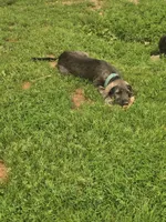 River Akc, a female Irish Wolfhound for sale in Roscommon, MI – 2 of 5