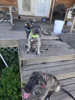 Clover Akc, a female Irish Wolfhound for sale in Roscommon, MI – 6 of 6