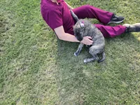 Strawberry Akc, a female Irish Wolfhound for sale in Roscommon, MI – 5 of 6