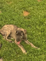 Strawberry Akc, a female Irish Wolfhound for sale in Roscommon, MI – 3 of 6