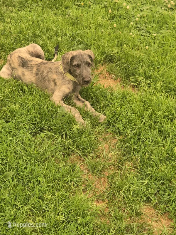 Strawberry Akc – Irish Wolfhound puppy for sale in Roscommon, MI