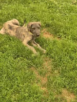Strawberry Akc, a female Irish Wolfhound for sale in Roscommon, MI – 1 of 6