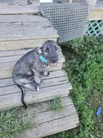 River Akc, a female Irish Wolfhound for sale in Roscommon, MI – 4 of 5