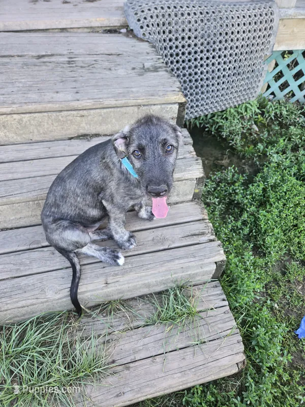 River Akc – Irish Wolfhound puppy for sale in Roscommon, MI