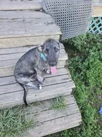 River Akc, a female Irish Wolfhound for sale in Roscommon, MI – 1 of 5