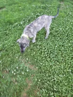 Clover Akc, a female Irish Wolfhound for sale in Roscommon, MI – 4 of 6