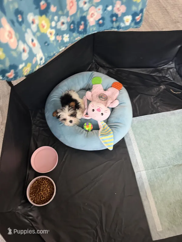 Bambi – Yorkshire Terrier puppy for sale in Fort Worth, TX