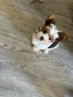 Blossom, a female Yorkshire Terrier for sale in Fort Worth, TX – Photo 5 of 10