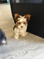 Blossom, a female Yorkshire Terrier for sale in Fort Worth, TX – Photo 6 of 10