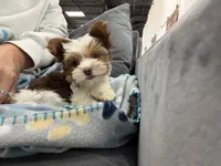 Blossom, a female Yorkshire Terrier for sale in Fort Worth, TX – Photo 9 of 10