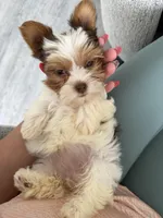 Blossom, a female Yorkshire Terrier for sale in Fort Worth, TX – Photo 7 of 10