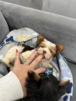 Blossom, a female Yorkshire Terrier for sale in Fort Worth, TX – Photo 4 of 10