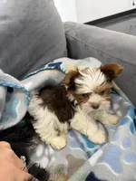 Blossom, a female Yorkshire Terrier for sale in Fort Worth, TX – Photo 8 of 10