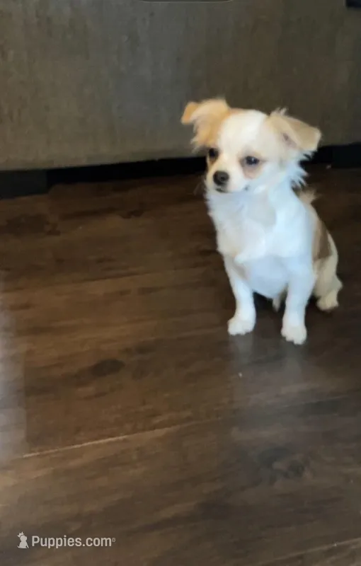 Flower – Chihuahua puppy for sale in Richmond City, VA
