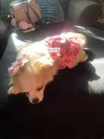 Flower, a female Chihuahua for sale in Richmond City, VA – Photo 2 of 3