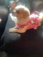 Flower, a female Chihuahua for sale in Richmond City, VA – Photo 3 of 3