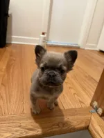 Stitch , a male French Bulldog for sale in Syracuse, NY – Photo 2 of 3