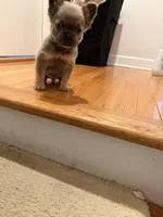 Stitch , a male French Bulldog for sale in Syracuse, NY – Photo 3 of 3