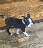 processed/3b026479-021d-44e6-987d-a16fe42e0472/listing/42c6fe9e-6267-4791-b529-ce9565d8cd80/a2b3f4a0-78d7-403a-9e03-25d9cca399d5