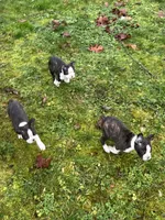 processed/3b026479-021d-44e6-987d-a16fe42e0472/listing/52691eeb-a81e-467c-8937-785ddffd3df0/61e47ff9-d857-4eeb-8e88-4f8f1f85d3e5