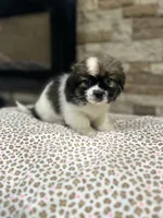 James, a male Pekingese for sale in Williamstown, KY – 3 of 3