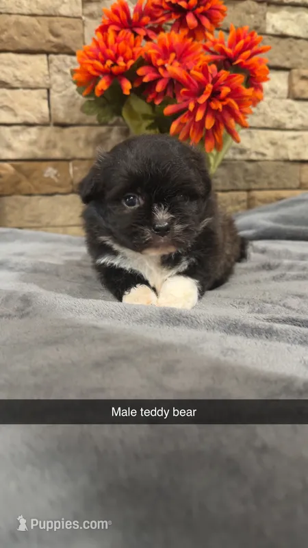 John – Bichon Frise, Havanese puppy for sale in Williamstown, KY