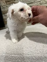 Candy, a female Maltipoo for sale in Williamstown, KY – 8 of 10