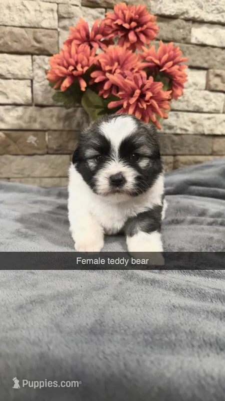 Charie – Bichon Frise, Havanese puppy for sale in Williamstown, KY
