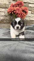 Charie, a female Bichon Frise and Havanese for sale in Williamstown, KY – 1 of 1