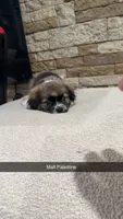 Billy, a male Bichon Frise and Pekingese for sale in Williamstown, KY – 5 of 6