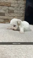 George, a male Maltipoo for sale in Williamstown, KY – 2 of 2