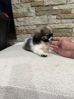 James, a male Bichon Frise and Pekingese for sale in Williamstown, KY – 6 of 6
