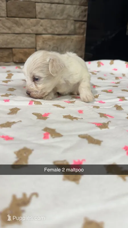 Stella – Maltipoo puppy for sale in Williamstown, KY