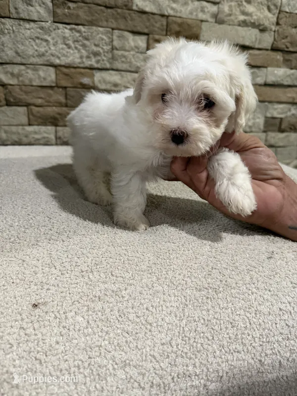 Candy – Maltipoo puppy for sale in Williamstown, KY
