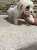 Candy, a female Maltipoo for sale in Williamstown, KY – 10 of 10