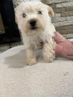 Charlie , a male Yorkshire Terrier for sale in Williamstown, KY – Photo 2 of 2