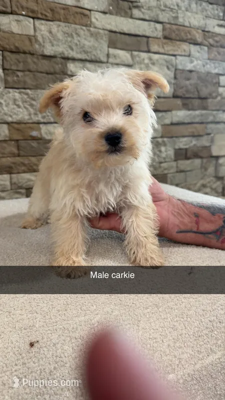 Charlie  – Yorkshire Terrier puppy for sale in Williamstown, KY